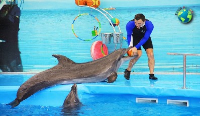 Dolphins Show : VIP Seats