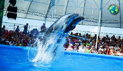 Dolphins Show : Regular Seats