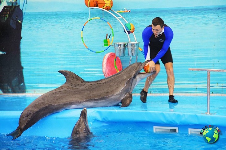 Dolphins Show : Regular Seats