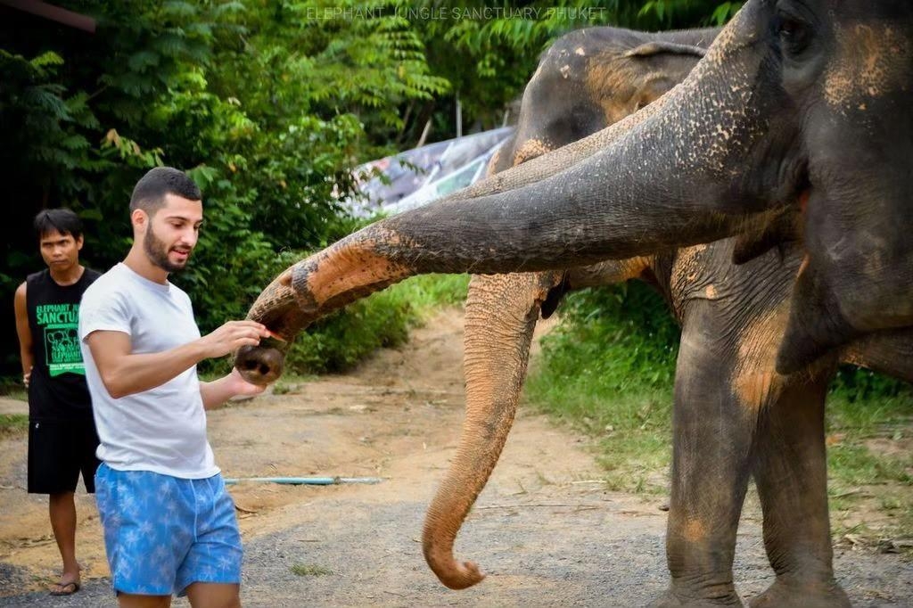 Elephant Phuket : Feed Me Program
