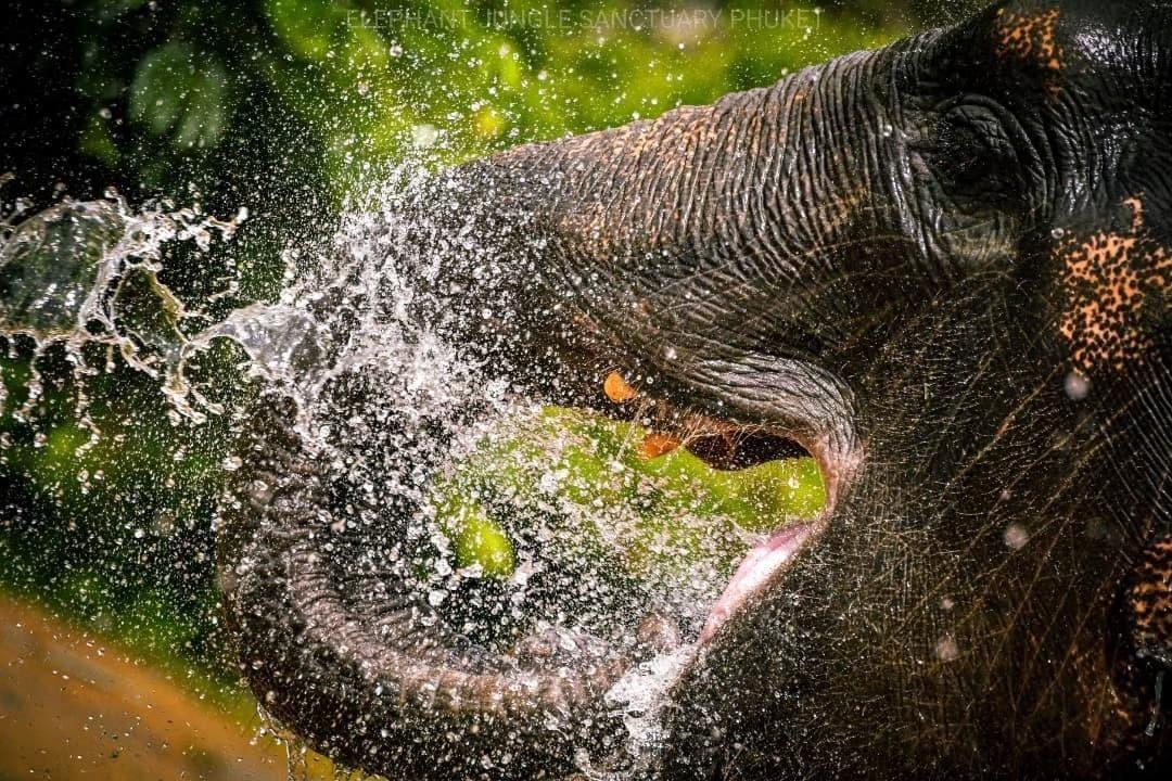 Elephant Feed and Shower Morning / Afternoon