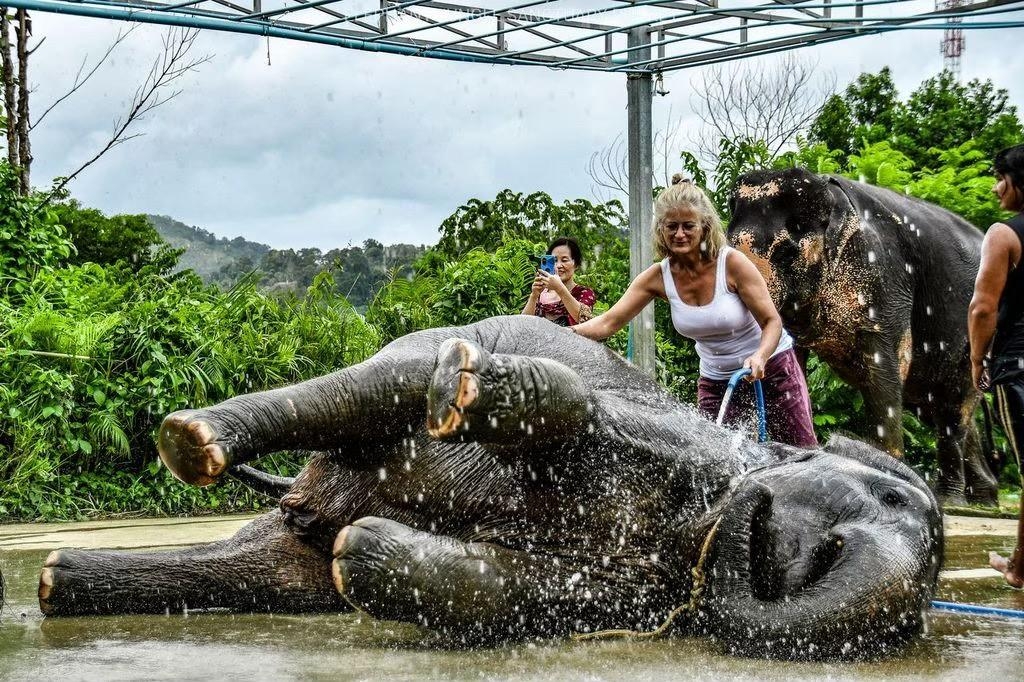 Elephant Feed and Shower Morning / Afternoon