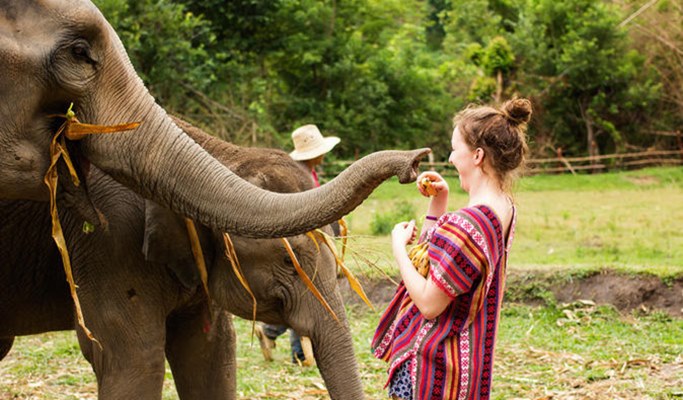 Elephant Half Day Morning / Afternoon