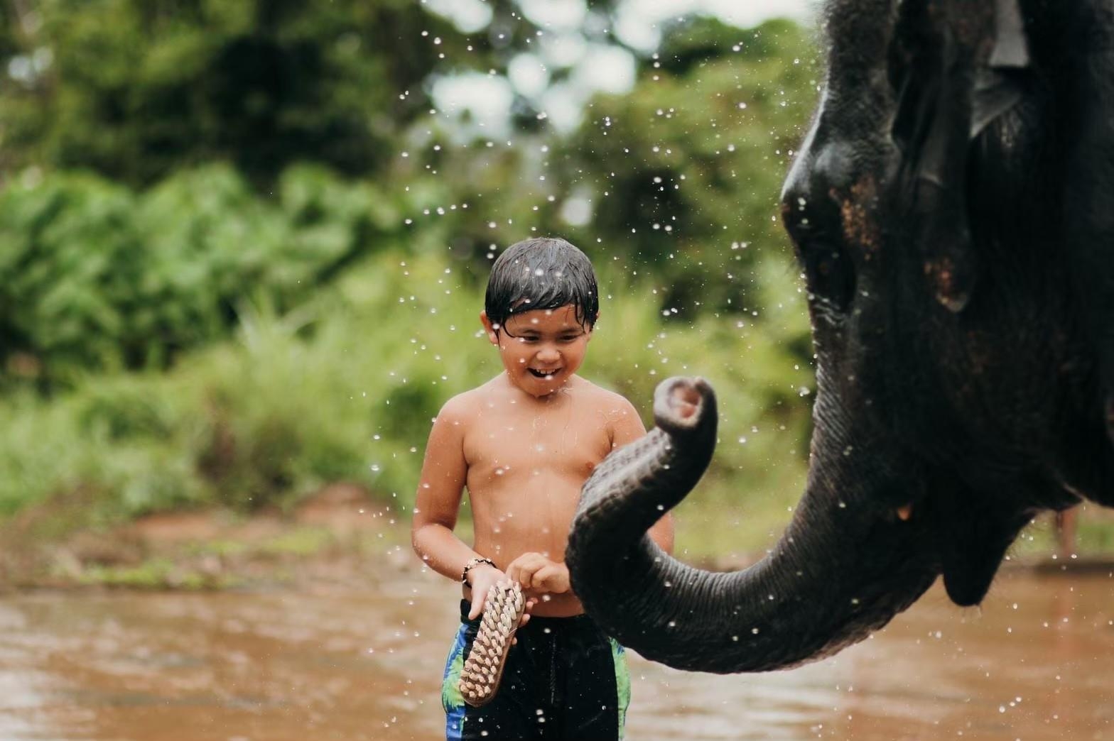 Elephant Phuket : 1 Day Walk With Elephant