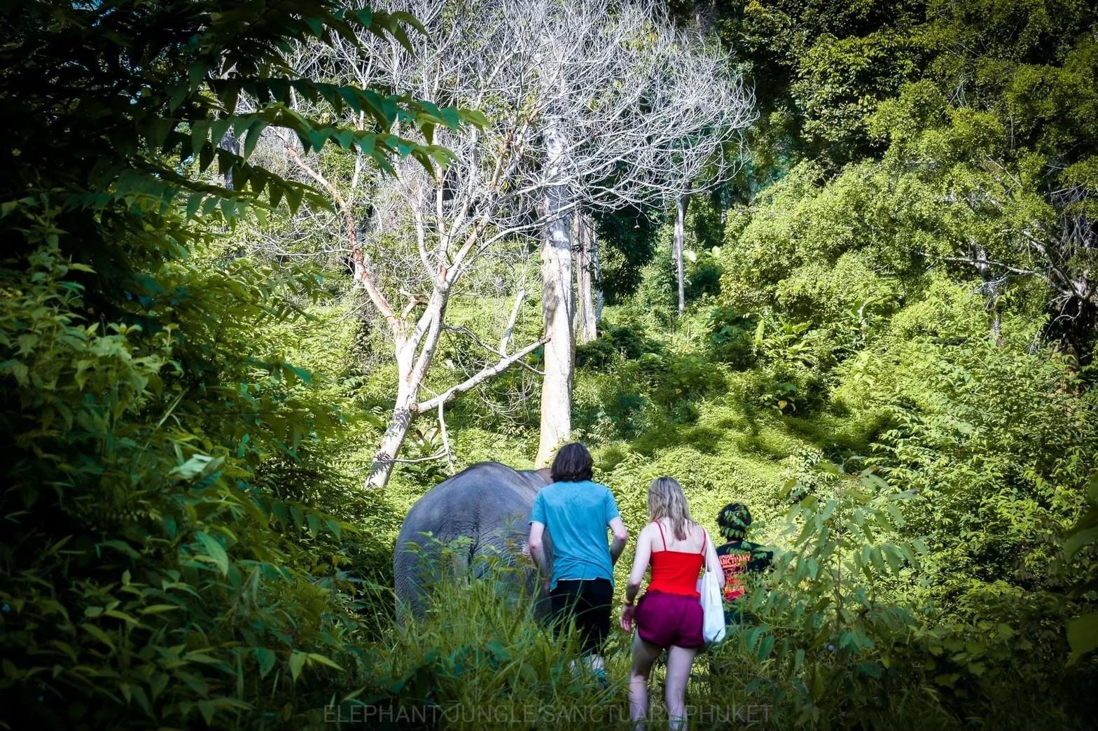 Elephant Phuket : 1 Day Walk With Elephant