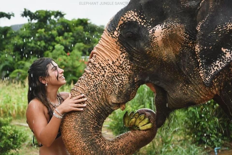 Elephant Phuket : 1 Day Walk With Elephant