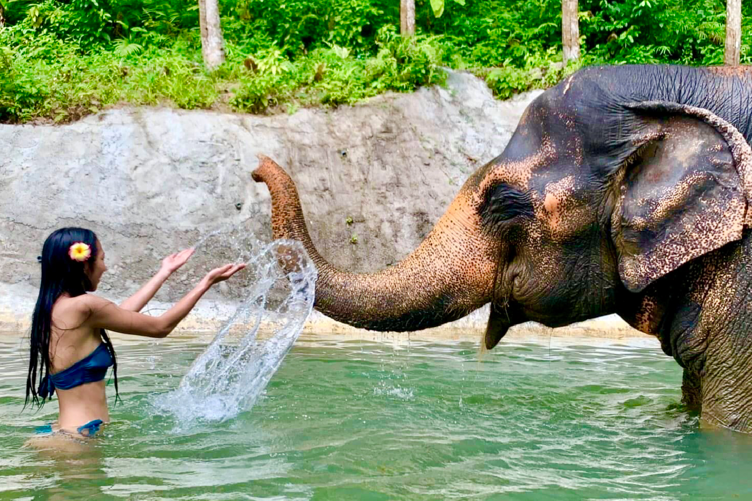 Elephant Bath and Feed Program By CER (Phuket)
